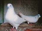 Pigeon
