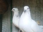 Pigeon