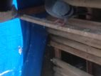 Pigeon