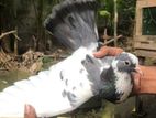 Pigeon