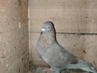 Pigeons