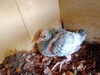 Pigeon