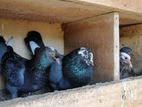 Pigeons