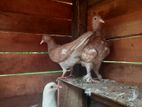 Pigeons