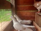 Pigeons