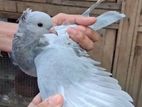 Pigeon