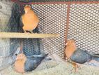 Pigeon