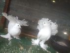 Pigeon