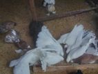Pigeon