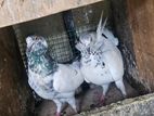 Pigeon