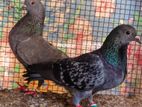 Pigeons