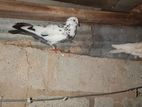 Pigeons