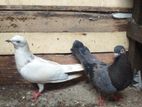 Pigeons
