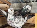 Pigeons