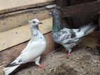 Pigeon
