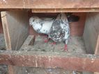 Pigeons