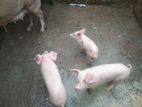 Farm Pigs
