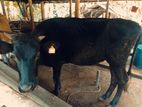 පීශියන් නැම්බිය