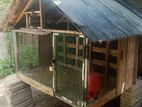 Pigeons Cage