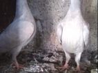 Pigeons
