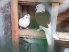Pigeons