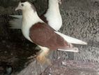 Pigeons