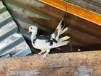 Pigeon