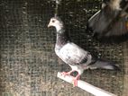 Pigeon Sell Timer