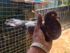Pigeons