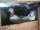 Pigeon