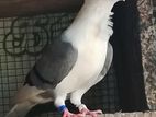 Pigeons
