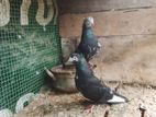 Pigeon