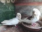 Pigeons