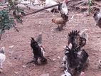 Bantam Kukulan