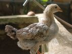 පිලිමතලාව දන්තුරේ