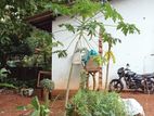 Piliyandala: 2BR (15P) House for Sale at Land Value - Batakeththara