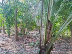 Piliyandala : 6 Perches High Commercial Land for Sale in Dulammahara