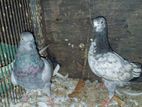 Pigeon