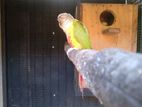 Pinaple Male Bird