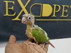 Pinappel Conure Chick's