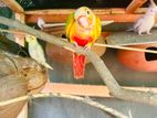 Pinapple Conya Birds