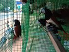 Pinchers Birds