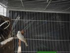 Zebra Finch birds