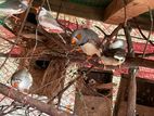 Finches Bird