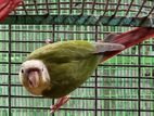 Pine Apple Conure Bird