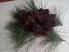 Pine Cones