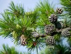 Pine Cones