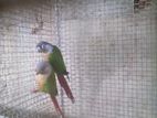 Pineapple Conure Birds