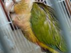 Pineapple Conure and Sun