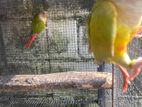 Pineapple Conure Bird